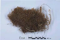 藏品(東亞鞭蘚)的圖片